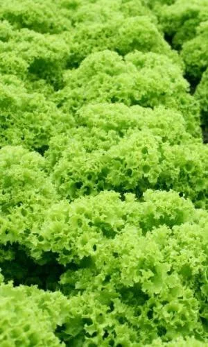 Салат Гейзер