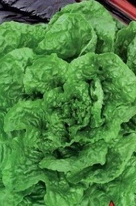 Салат Кресс-салат Ванька-кучерявый 1гр