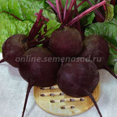 Свекла Смуглянка 3гр