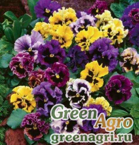 Медоносы смесь 0,5кг