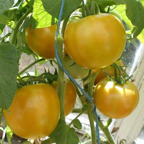 Томат Антоновка медовая Зеленоплодный 0,05г