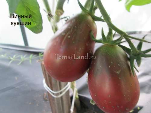 Томат Верочка 0,1г Партнер