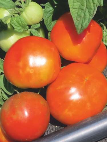 Томат Всегда много