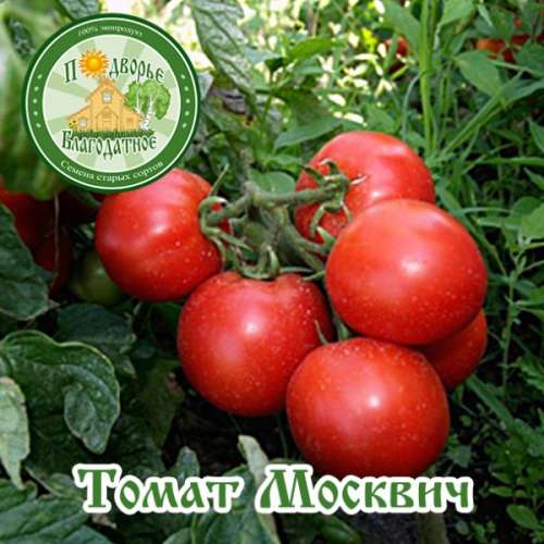 Томат Подарок женщине F1