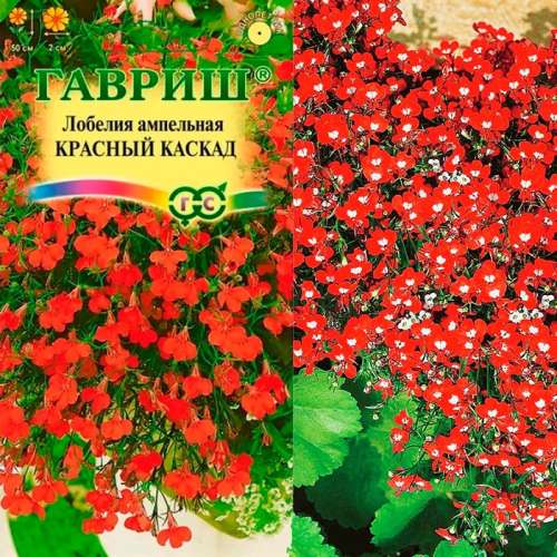 Лобелия Лилово-красный каскад амп. 0,01гр