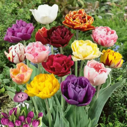 Гиацинт Блю джакет (1шт)