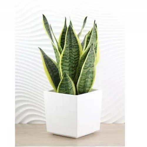 Горшок для орхидей с поддоном 1.2 л