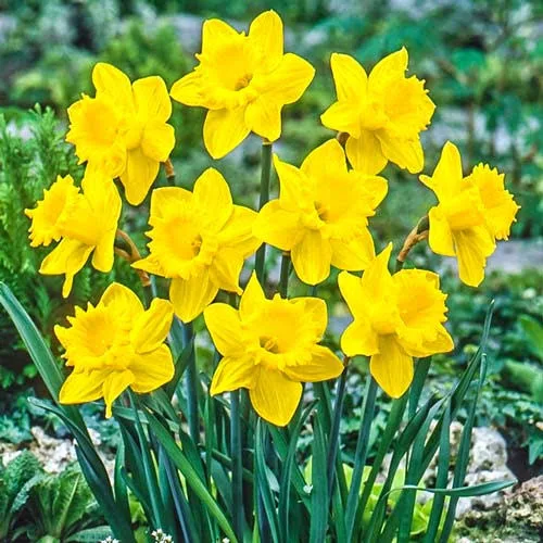 Нарциссы Джерси Стар (1шт)