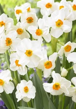 Нарциссы Фрилёз сплит корона