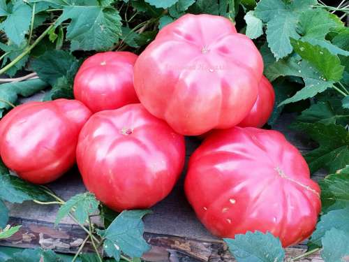 Томат Болотный 