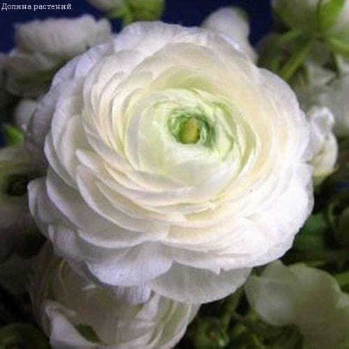 Ранункулюс Цветущая долина белая