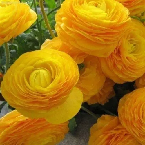 Ранункулюс Цветущая долина золотая