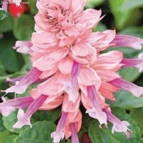 Сальвия Лира