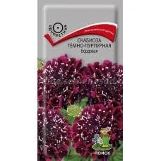 Скабиоза Бордовая