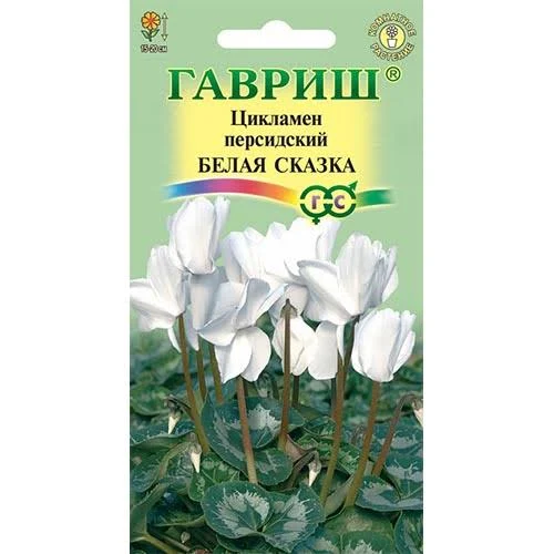 Цикламен Белая сказка персидский