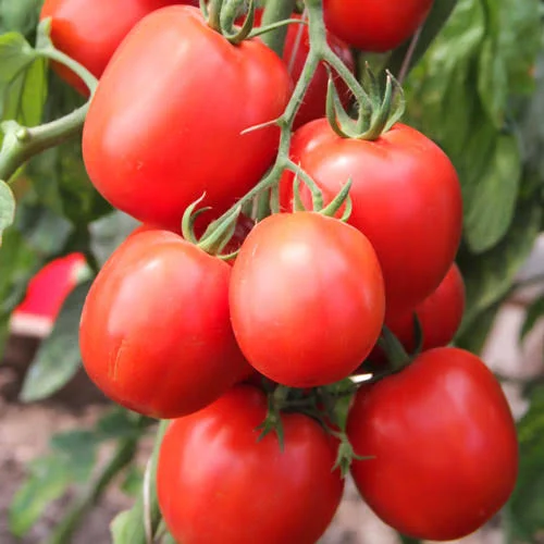 Томат Пасто Итальяно