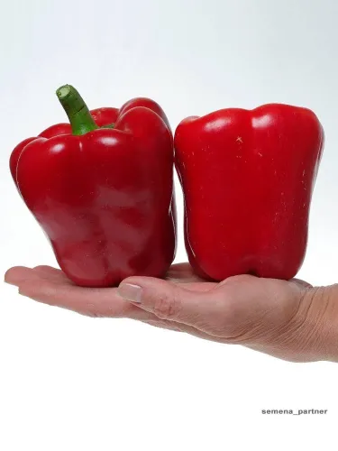 Петуния Шок Вейв Пауэр ампельная 5шт