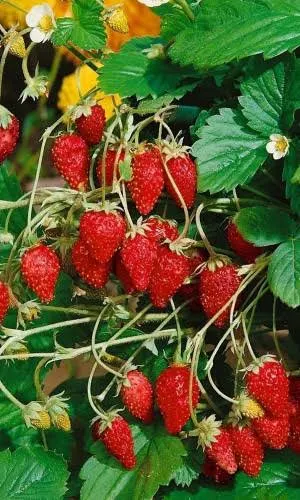 Земляника Лесная сказка 0,05гр