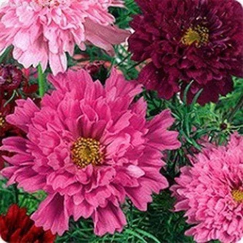 Космея Радужные переливы 0,1гр