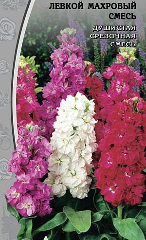 Левкой Чудо белый 0,1гр высокорос.