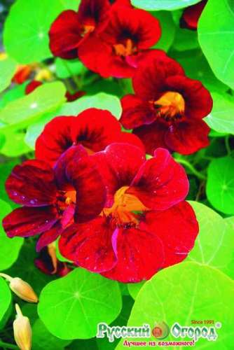 Нивяник Гигант крупноцветковый белый 0,5гр