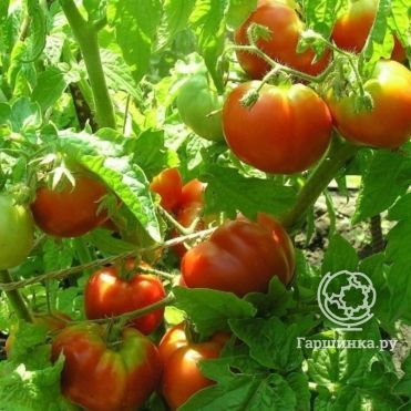 Томат Груша Красная 0,1г