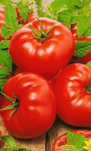 Томат Микадо Красный