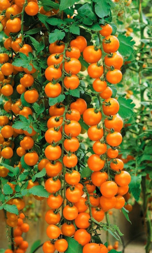 Томат Ранняя Любовь