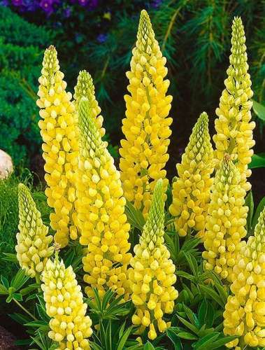 Люпин Желтое пламя 0,5г