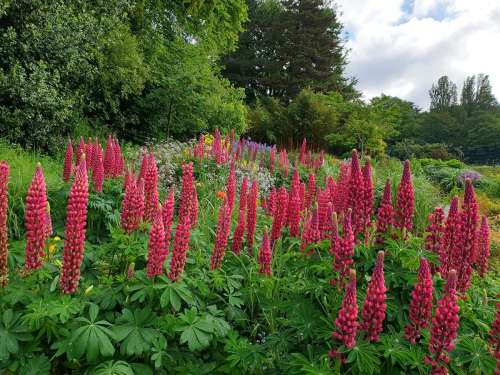 Мимулюс Русский размер Леопардовый 10шт