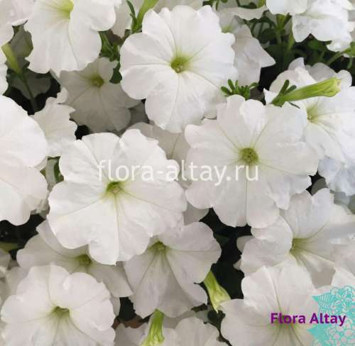 Петуния Мамбо белая многоцв. 7шт