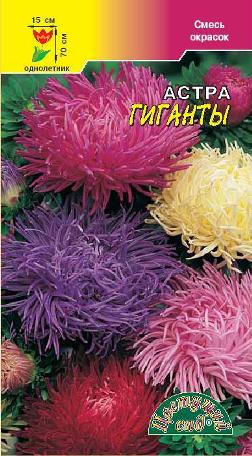 Астра Гиганты, хризантомовидная смесь