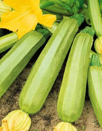 Кабачок Кавили 5шт