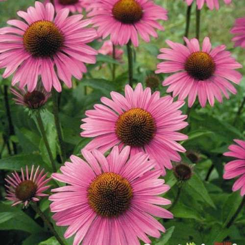 Рудбекия Райский уголок