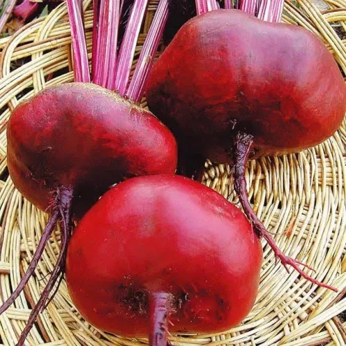 Свекла Египетская плоская 200% 5гр