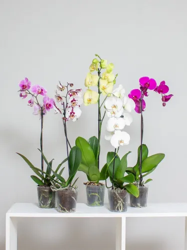 Орхидея жидк. 0,25л 