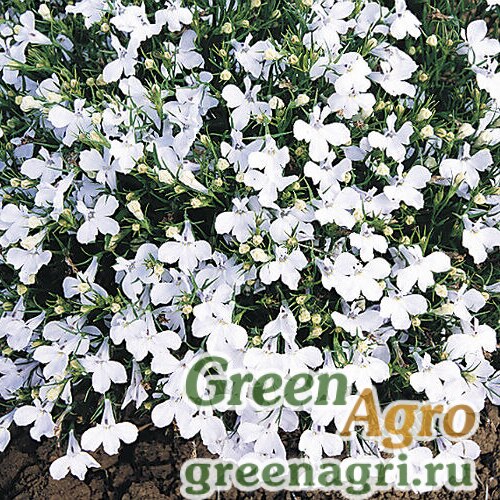 Лобелия Белый дворец 0,1гр