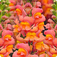 Львиный зев Золотой Лев