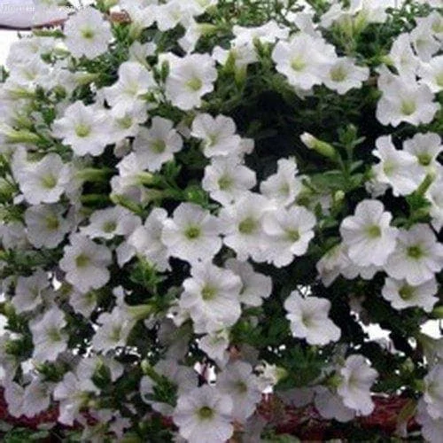 Петуния Белый шар