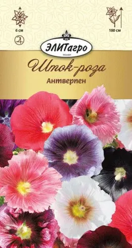 Шток-роза Мажоретт шоколадная 10шт