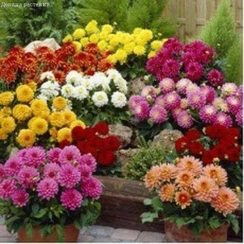 Георгина Фигаро Оранжевая 7шт