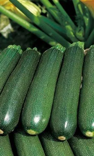 Кабачок Черномор 2г