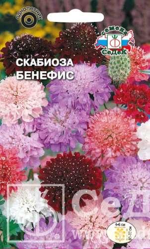 Скабиоза Бенефис смесь