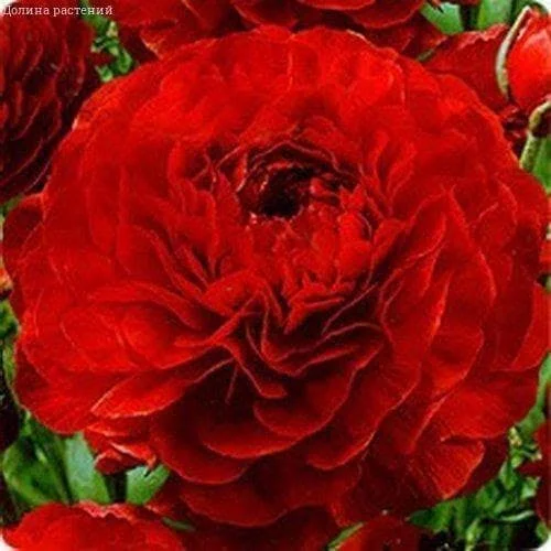 Ранункулюс Цветущая долина красная