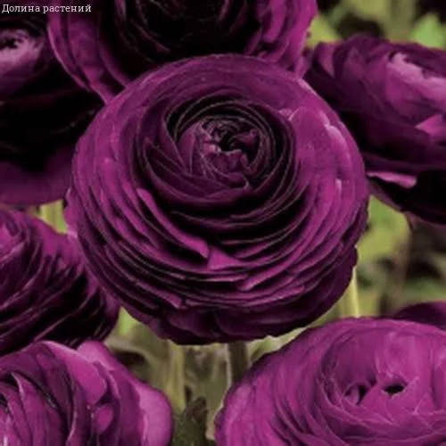 Ранункулюс Цветущая долина фиолетовая