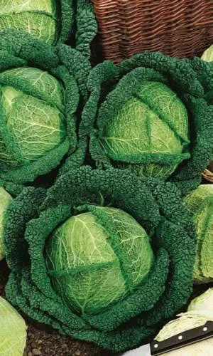 Капуста савойская Вологодские кружева 0,3г