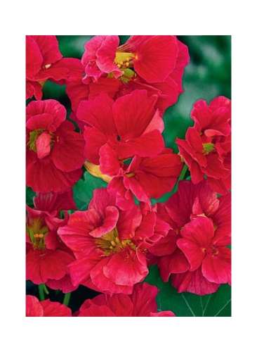 Поглотитель запаха 