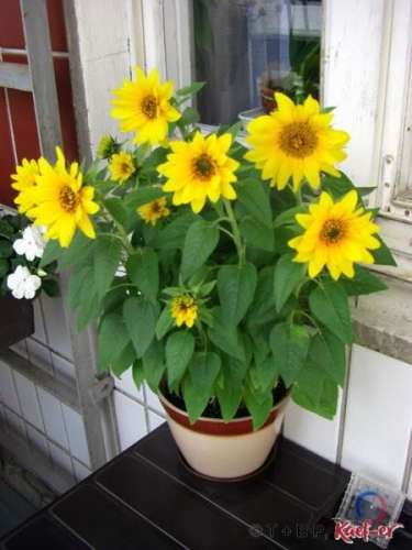 Подсолнечник Орешек 5гр