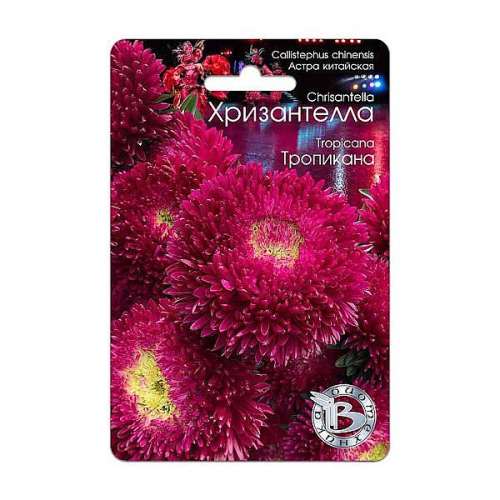 Астра Хризантелла Элвис 30шт