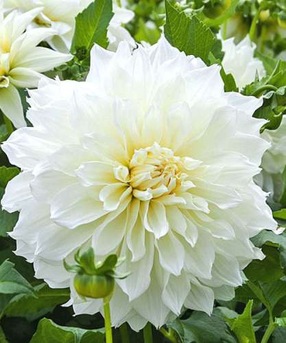 Картон цв. А5 10 л. Каляка-Маляка 822628